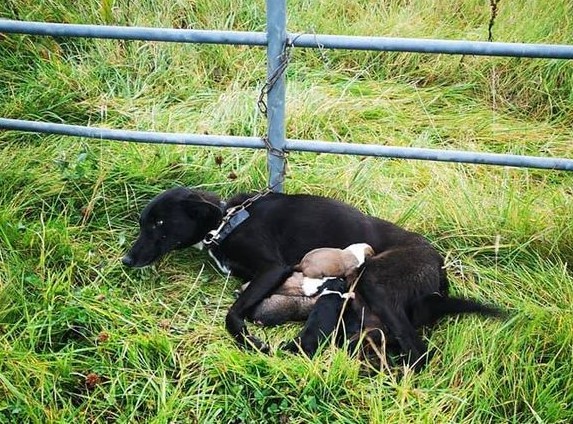 Galga encadenada y sus cachorros