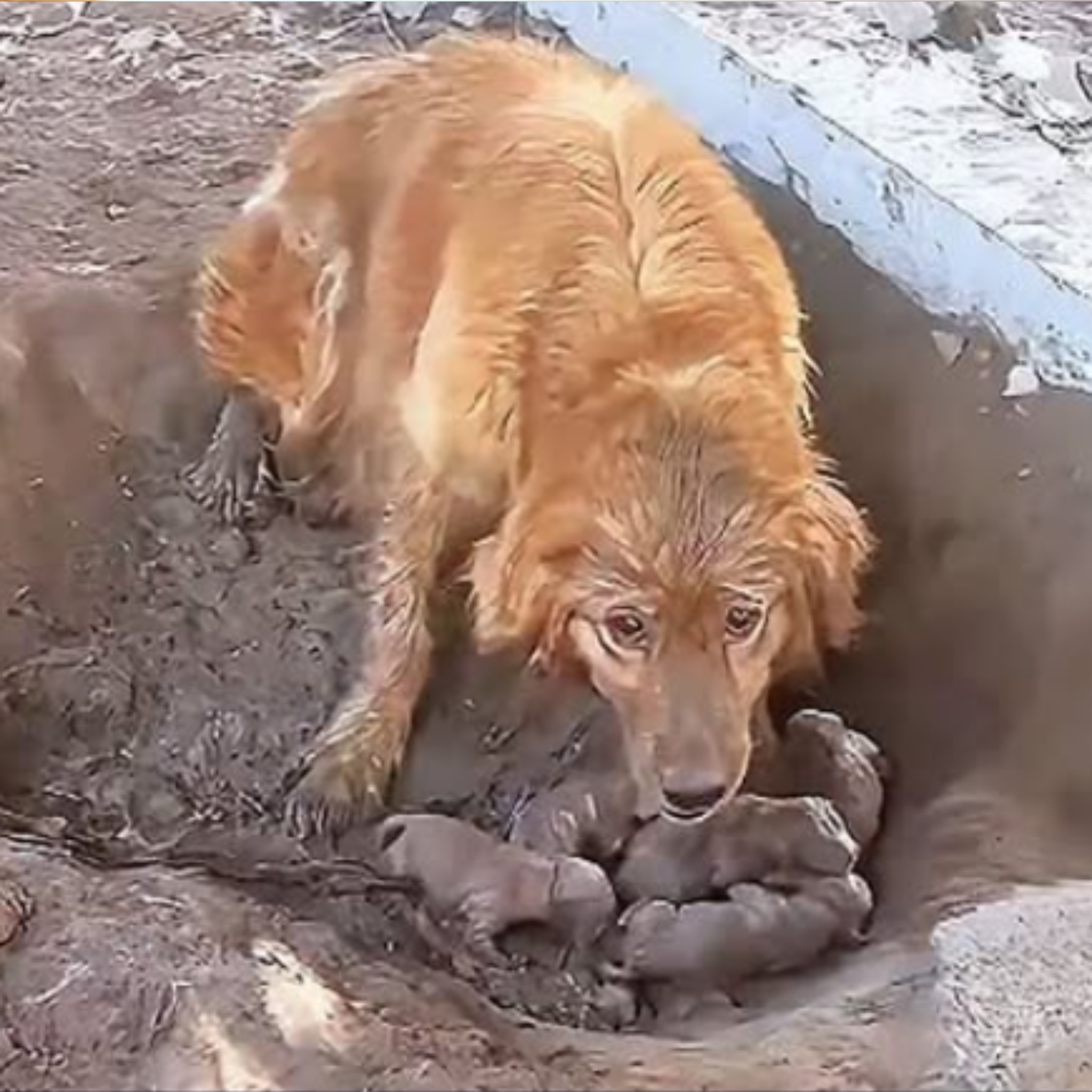 madre perra rescatada