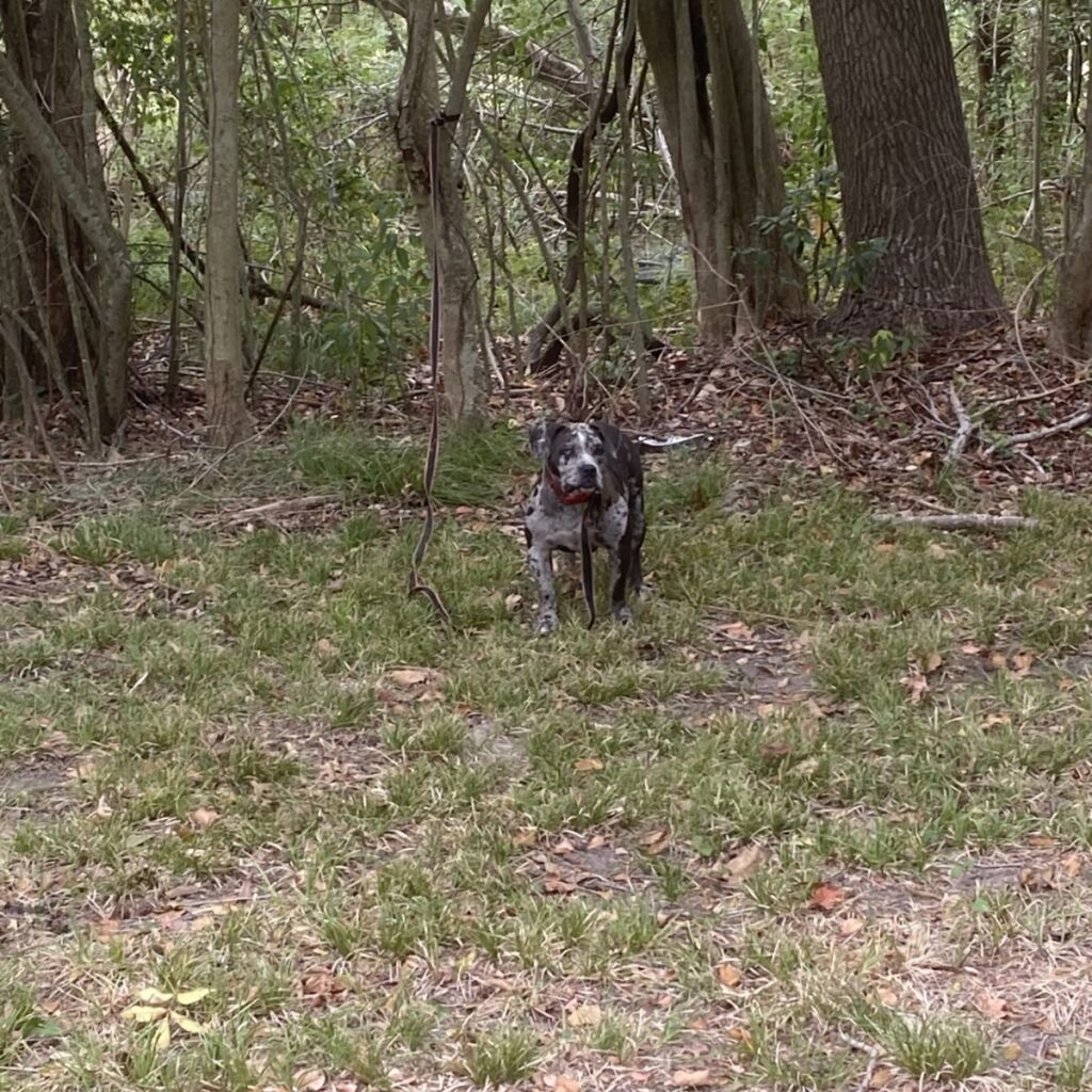 Perra atada en el bosque