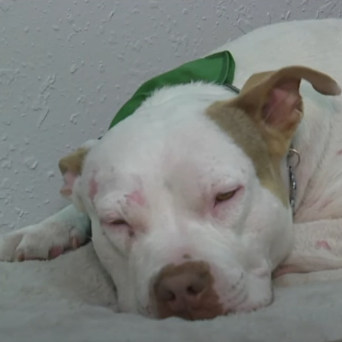 perro maltratado dormido