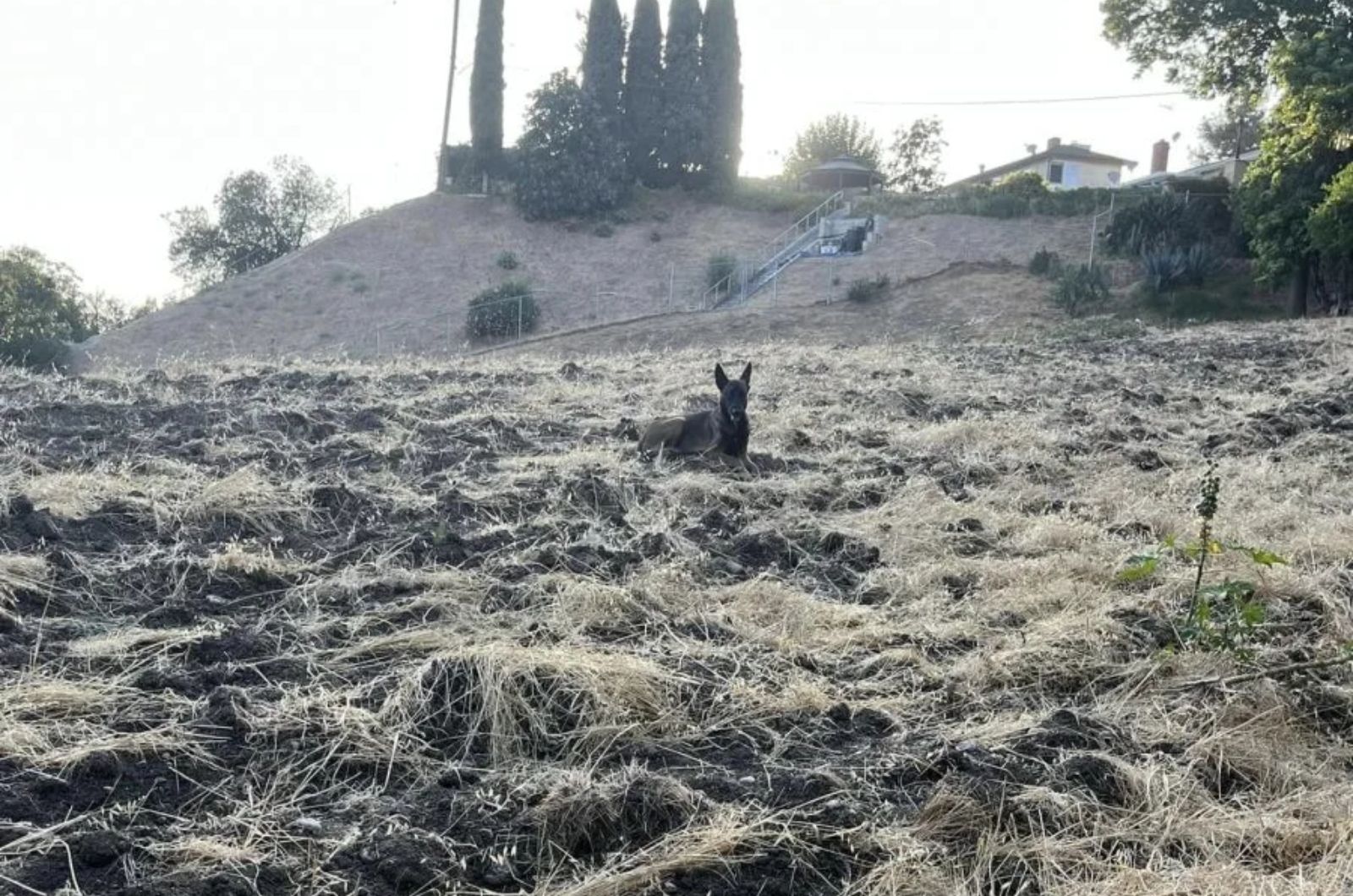perro negro en la ladera