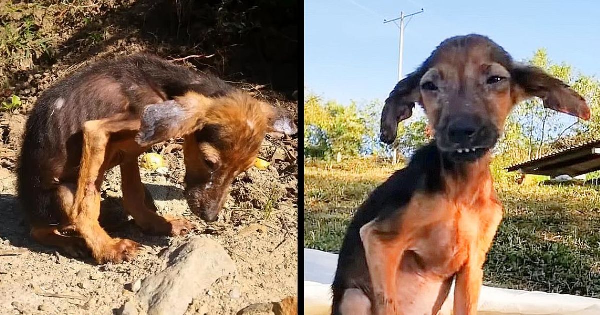 Imagen del cachorro en mal estado