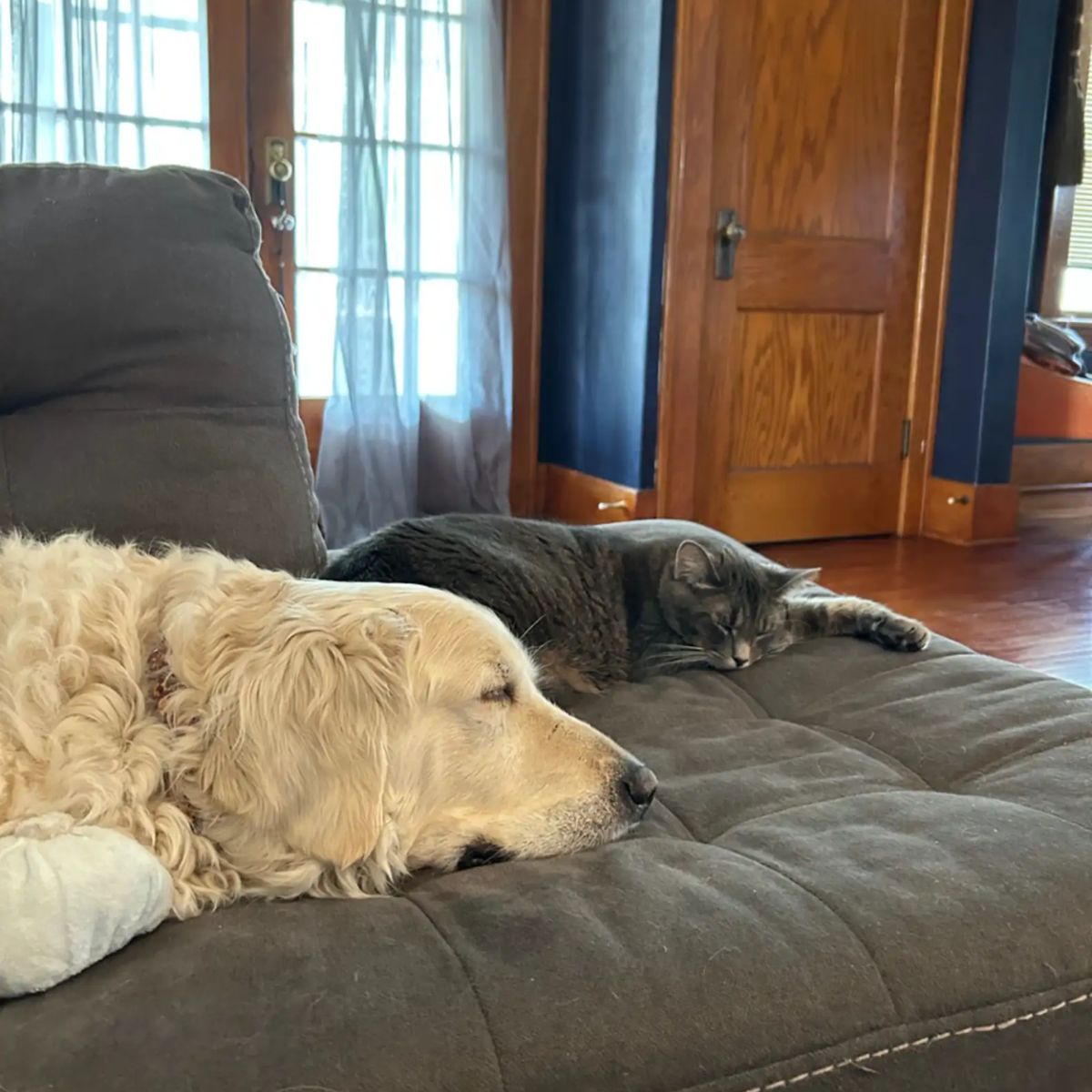 Gato durmiendo con perro