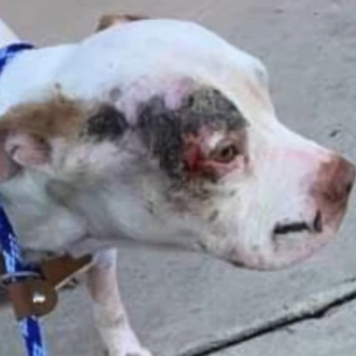primer plano del perro maltratado