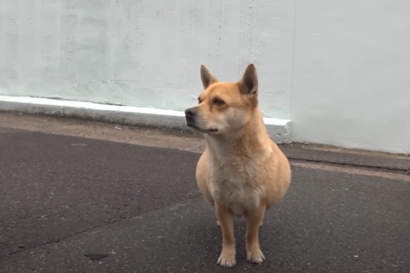 perro triste esperando