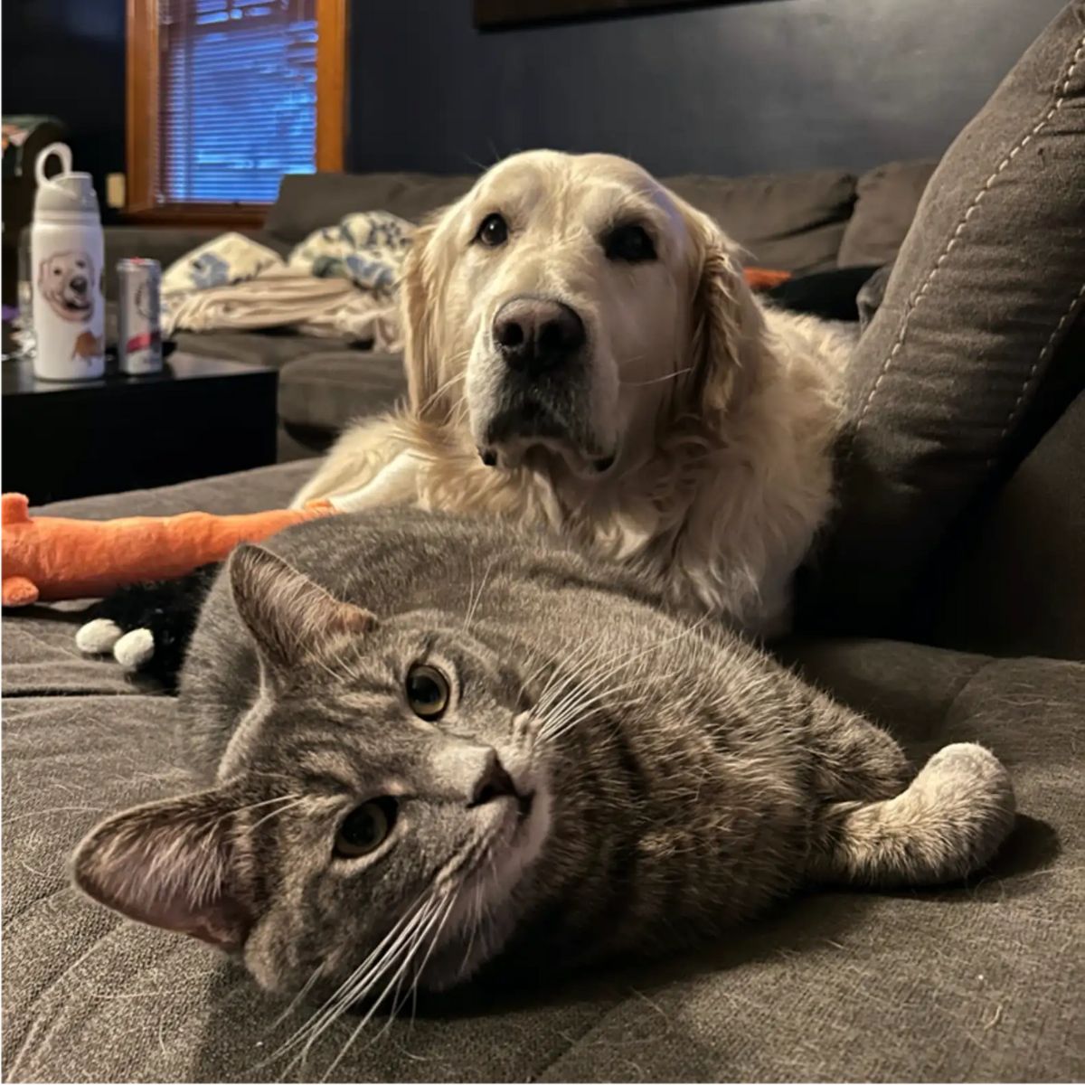 Perro y gato mirando a cámara