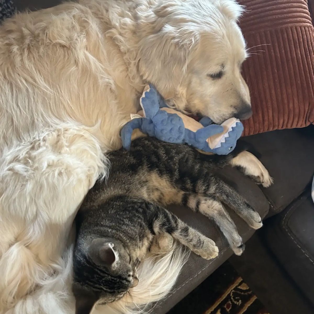 Perro y gato en el sofá