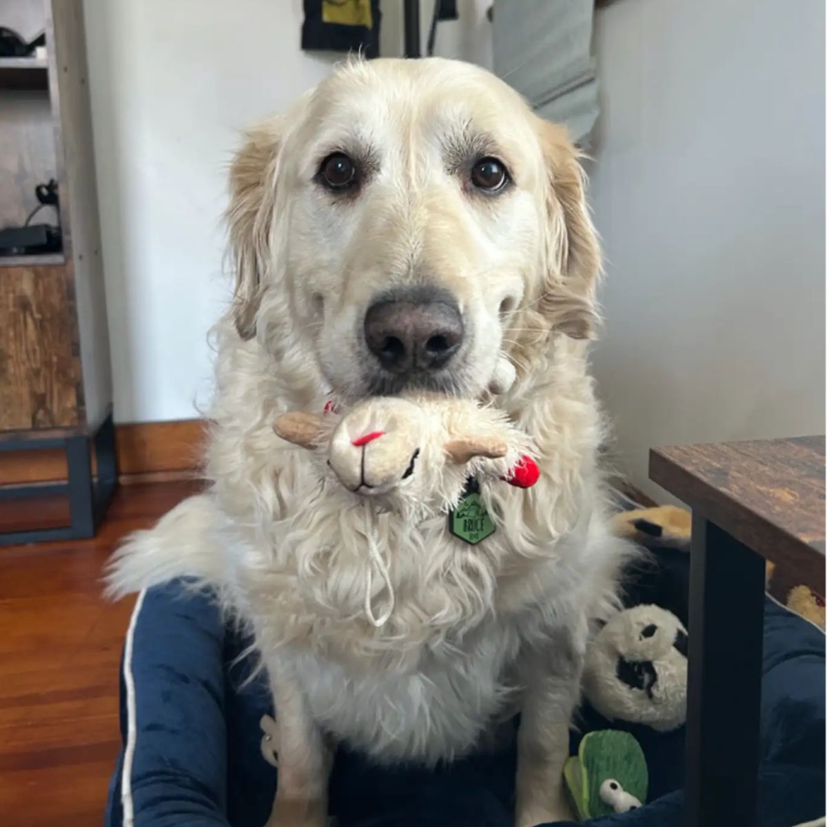 Perro con peluche