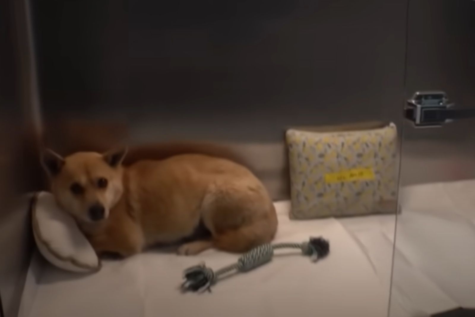 perro descansando sobre almohada