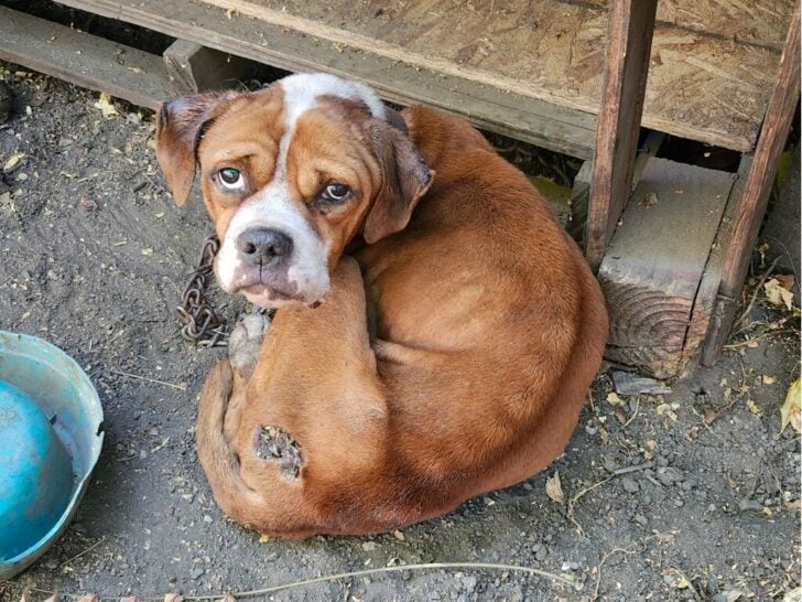 Perro atado y acostado