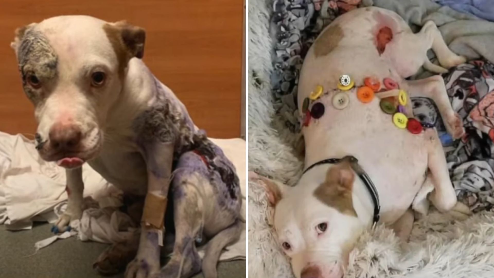 perro maltratado