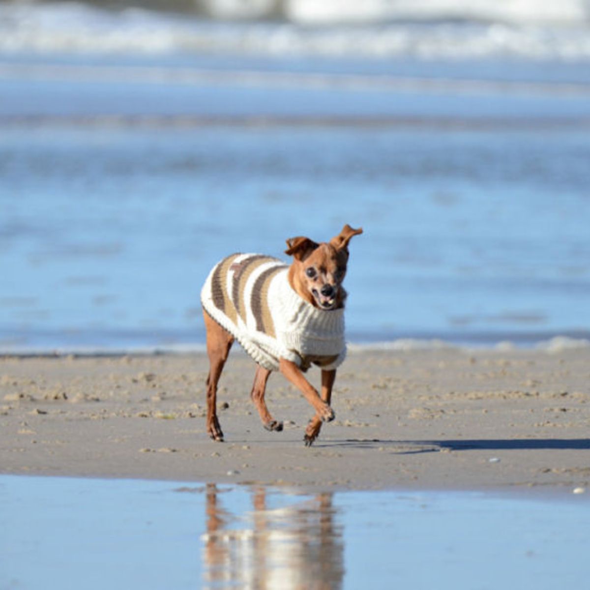 perra corriendo en la playa