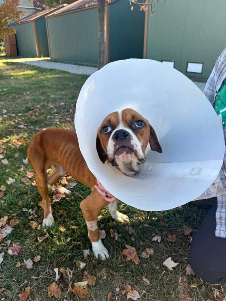 Perro con collar
