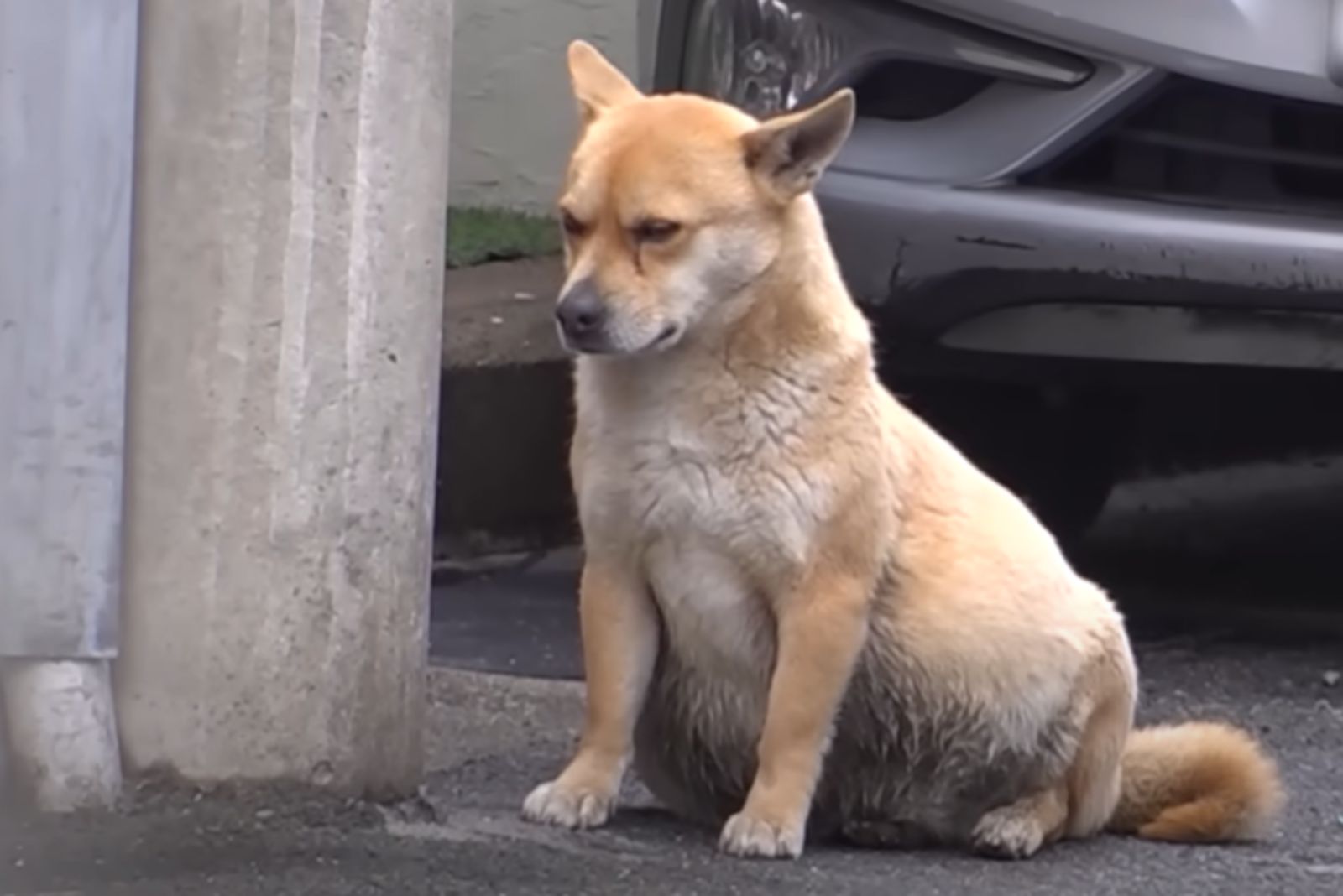 perro con gran panza