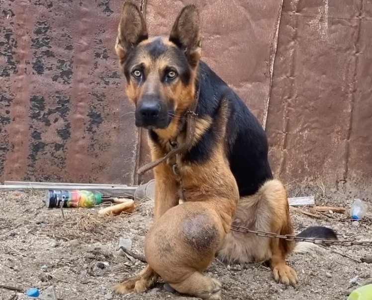 Perro encadenado abandono