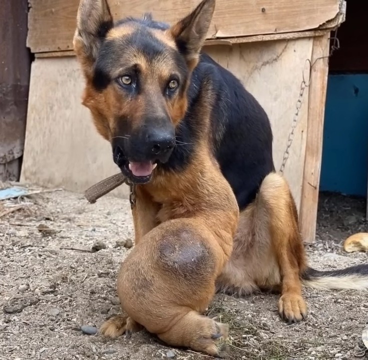 Examen veterinario radiografías
