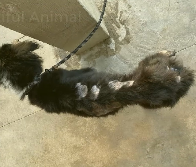 Diagnóstico veterinario