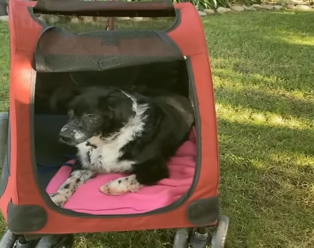 Atención veterinaria
