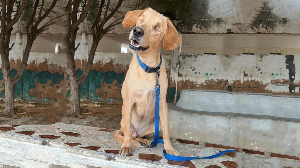 Benki encontrado