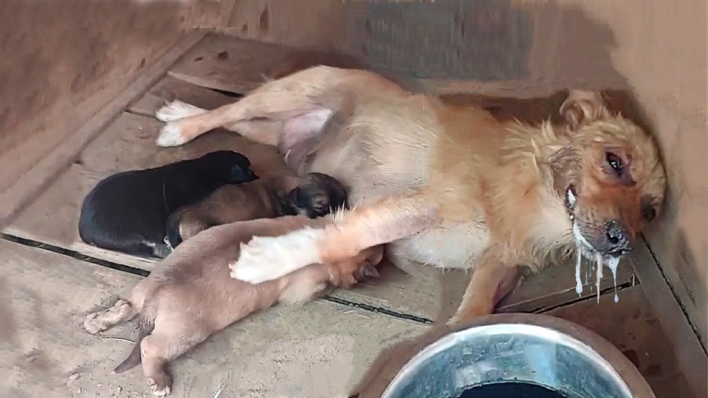 Luna y sus cachorros