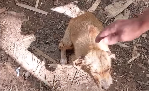 Atención veterinaria a Luna