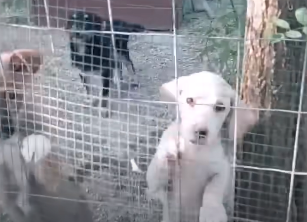 Cachorros recuperándose