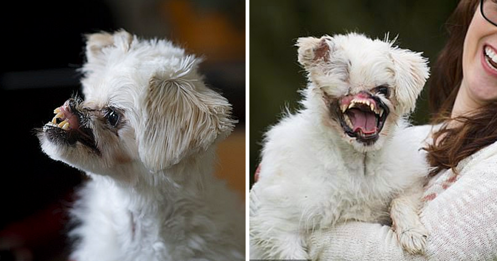 Imagen de Mugsy tras el ataque