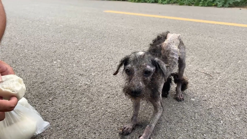 perro pidiendo comida
