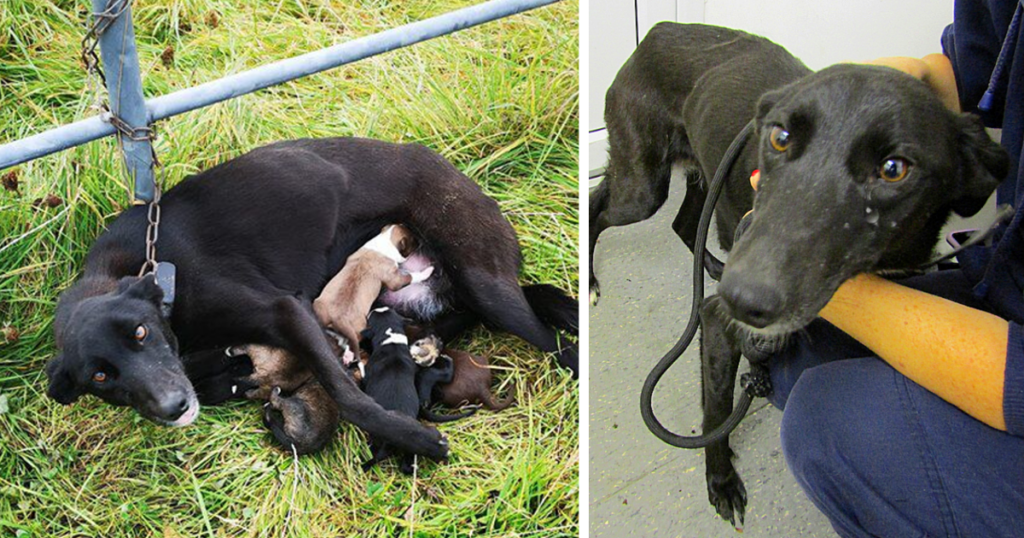 Cachorros recién nacidos