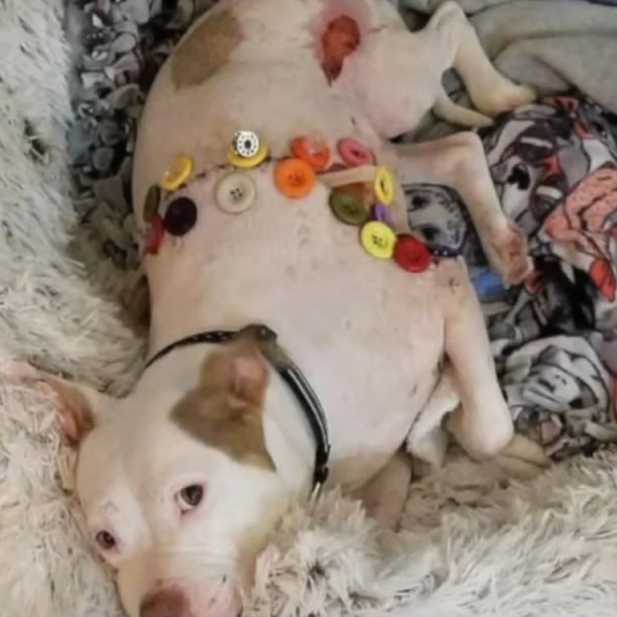 perro herido recostado