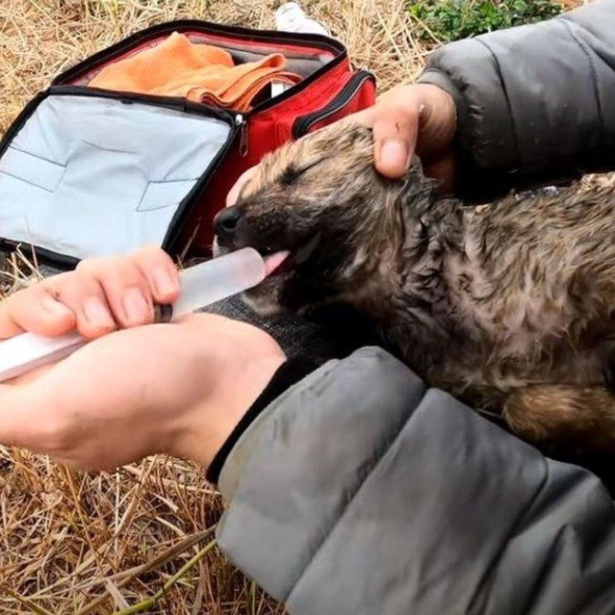rescatista sacando al cachorro del agua