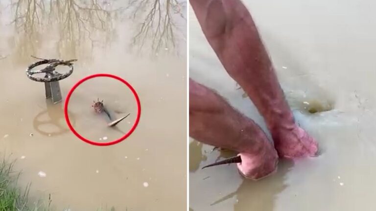 hombre salvando una tortuga