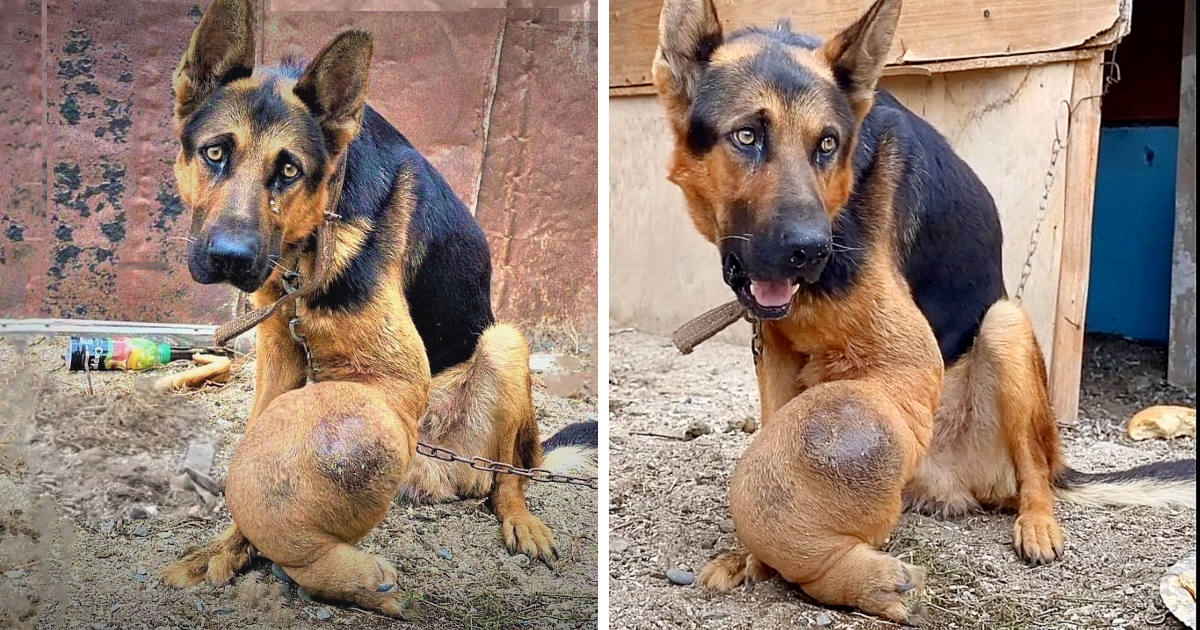 Perro anciano encadenado