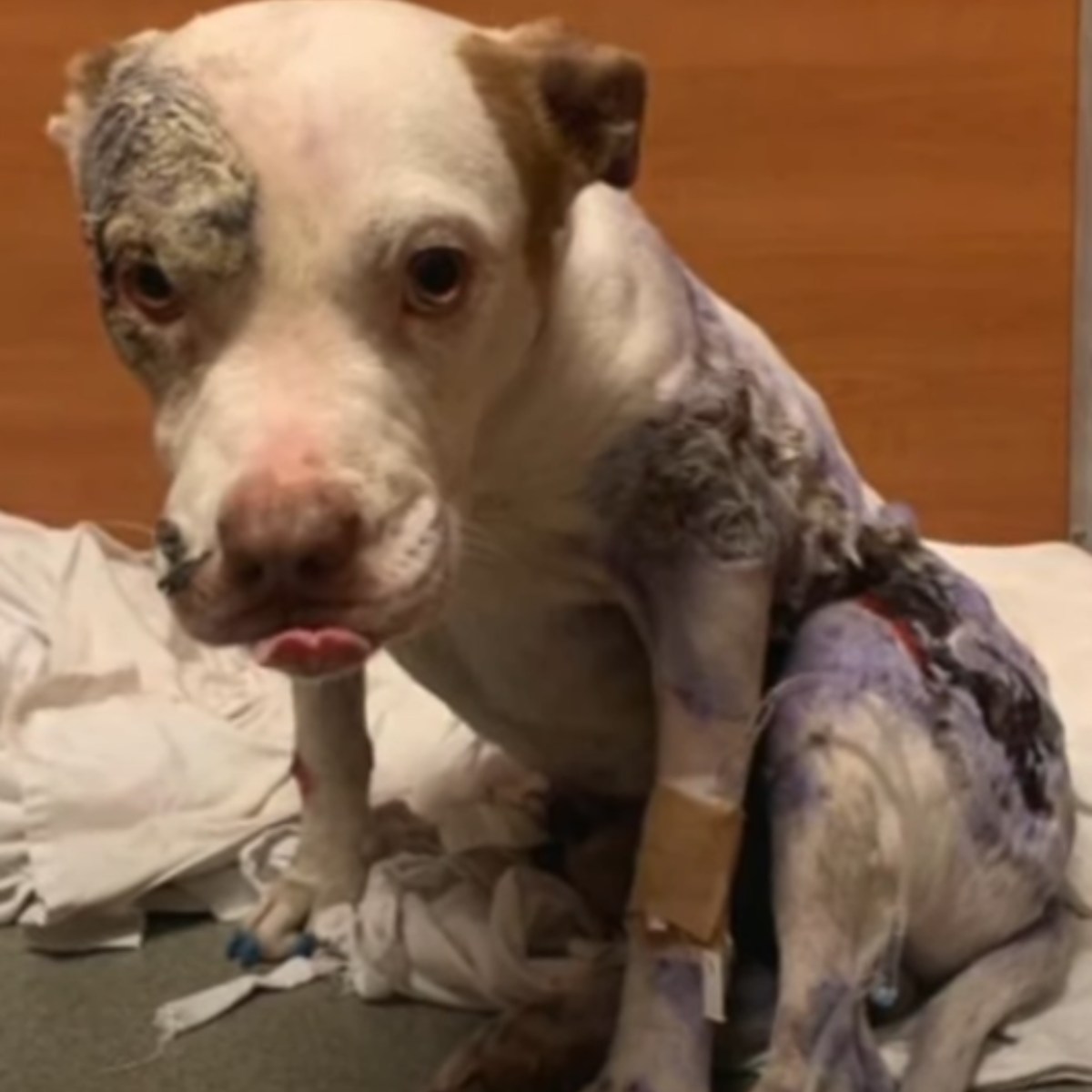 foto del perro maltratado