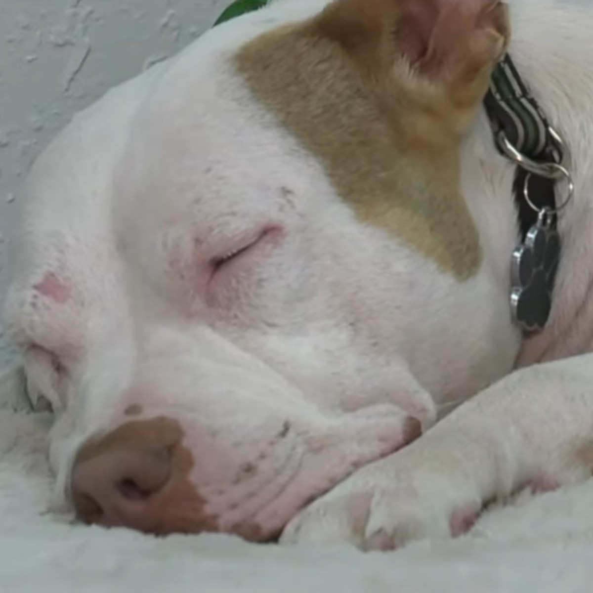 foto del perro durmiendo