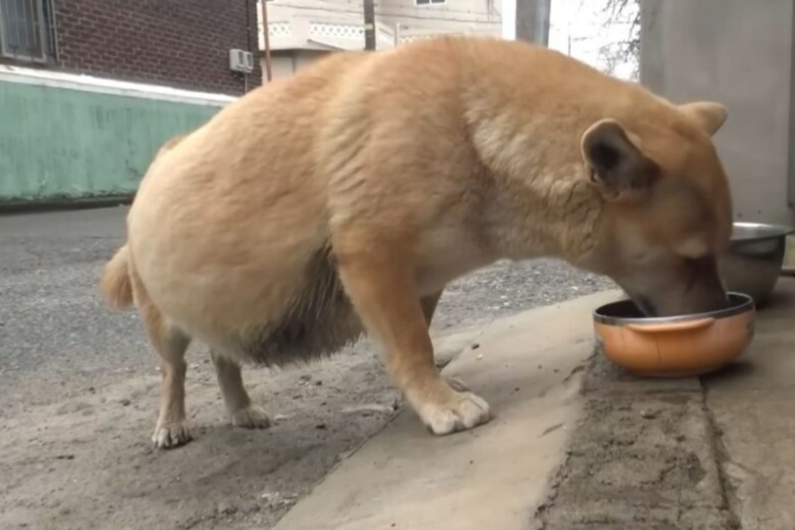perro marrón parecido a embarazado