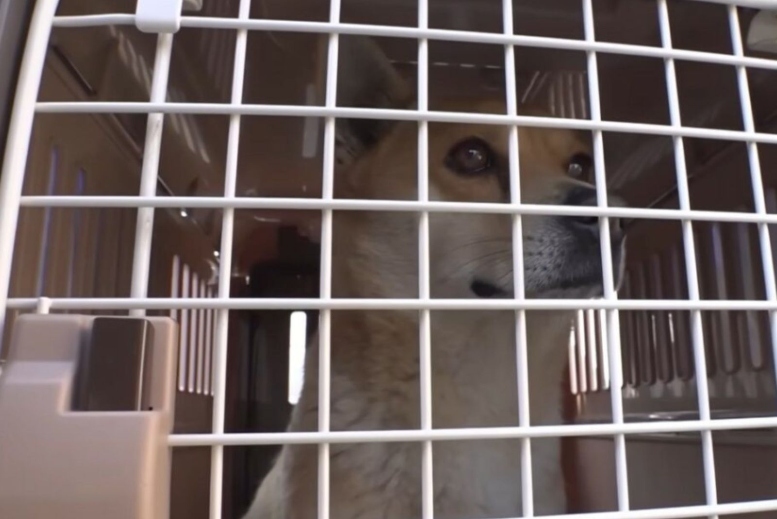 perro en jaula