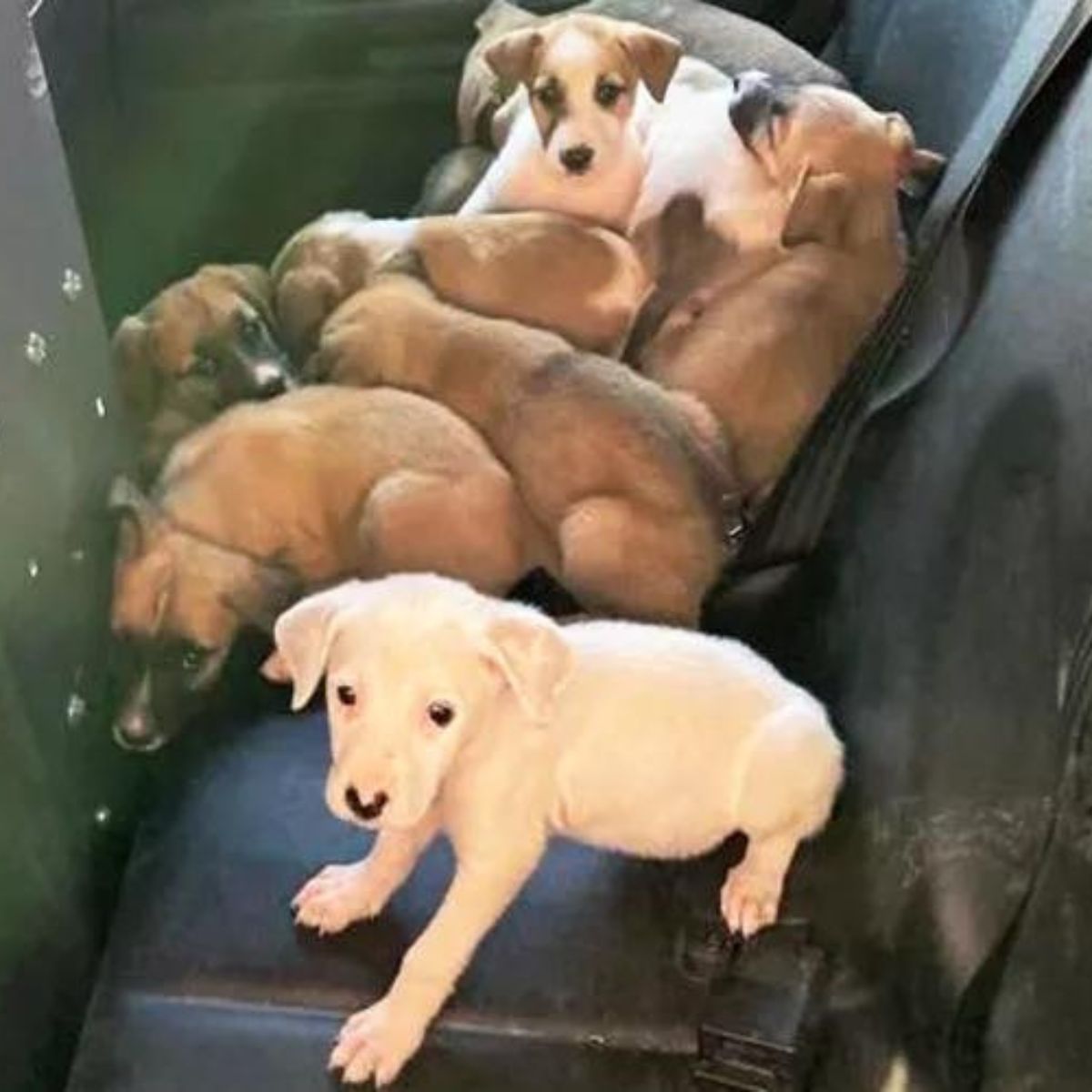 cachorros en el asiento