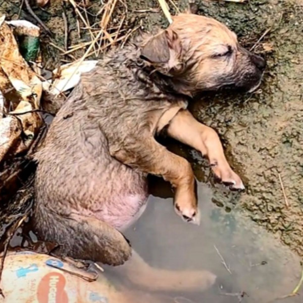 cachorro tendido inmóvil