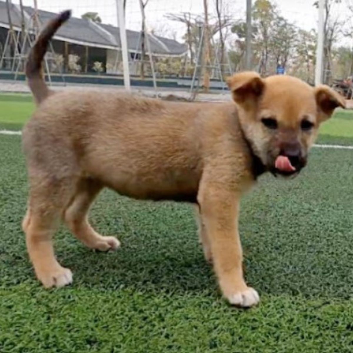 cachorro sobre el césped