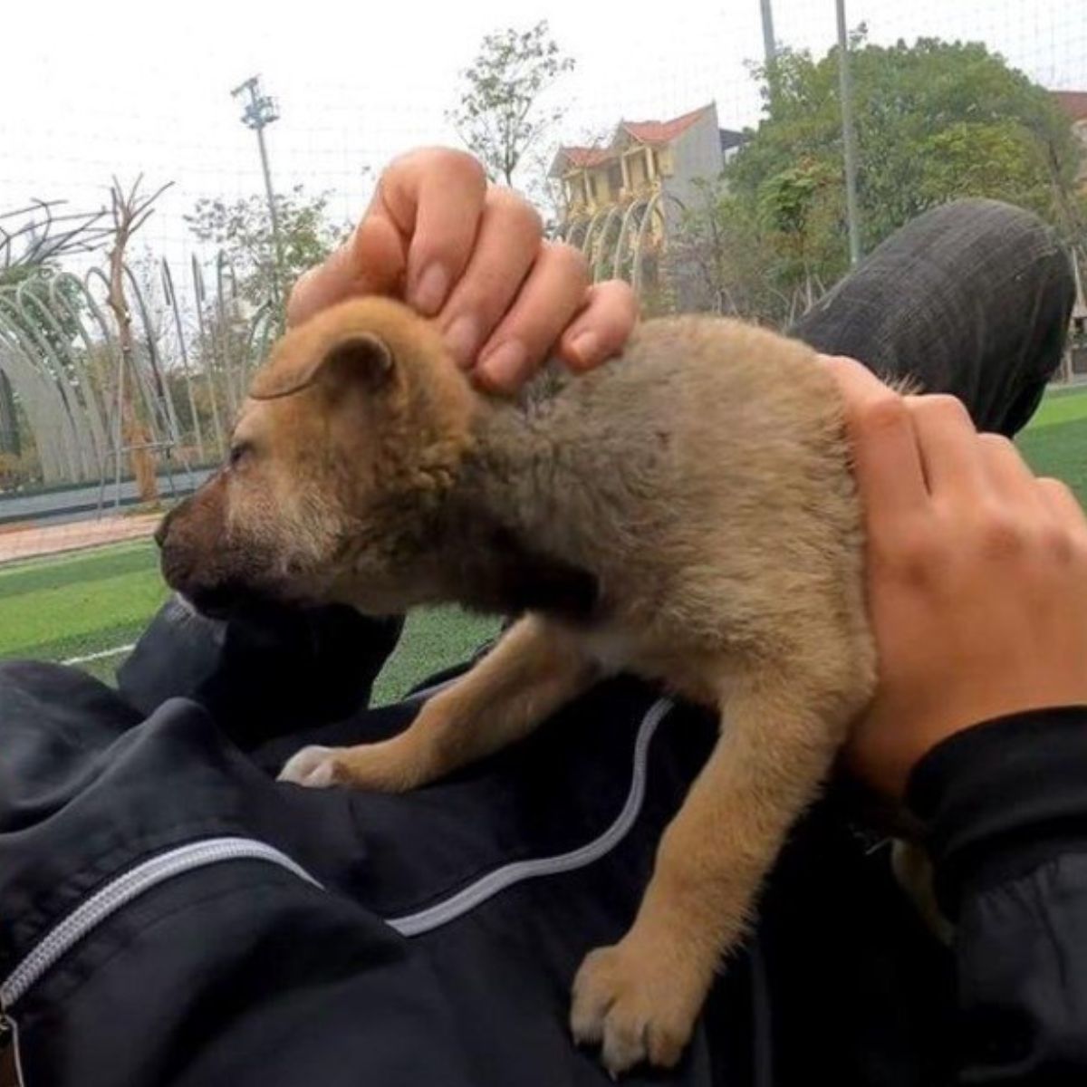 cachorro jugando con su dueño