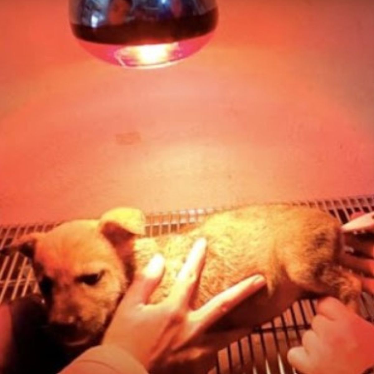 cachorro bajo lámpara de calor
