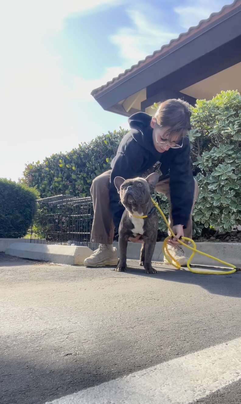 perro rescatado