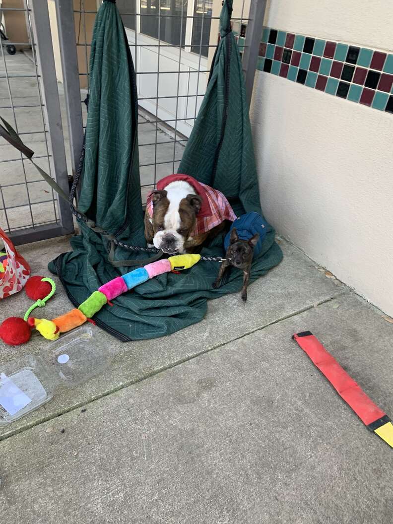 bulldog encontrado