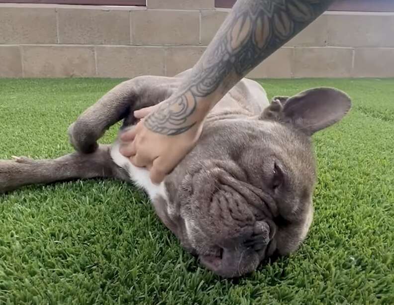 Franchie rescatado