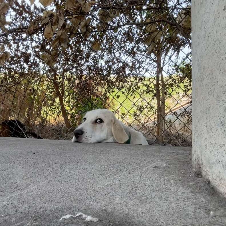 cachorro rescatado