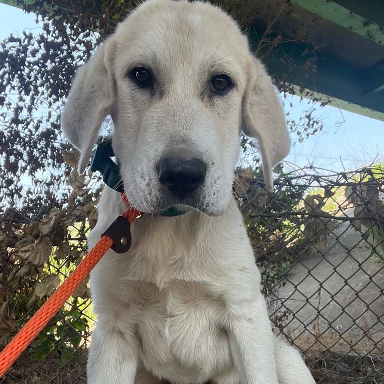cachorro en acogida