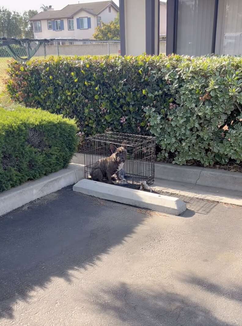 Frenchie abandonado en jaula
