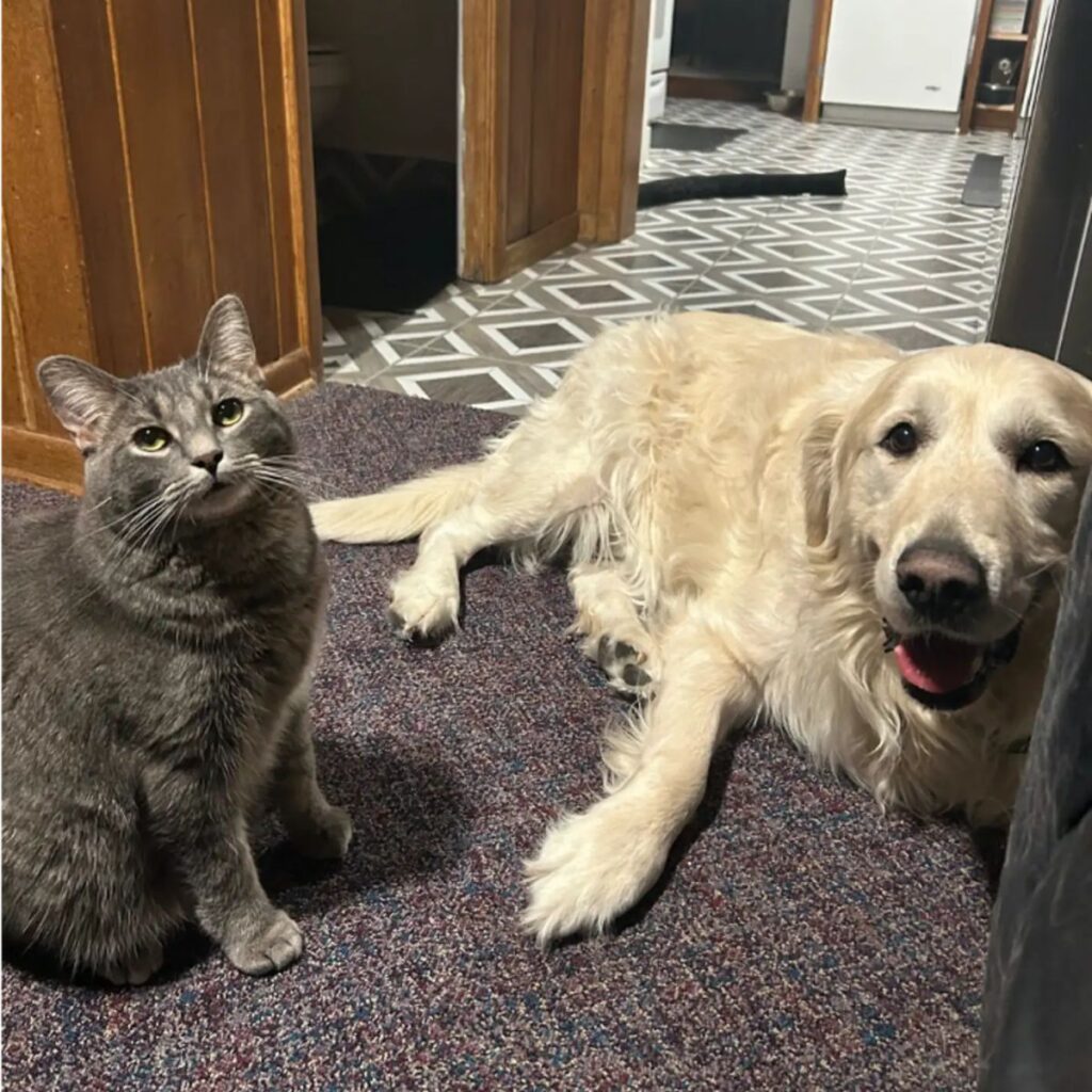 Gato y golden retriever