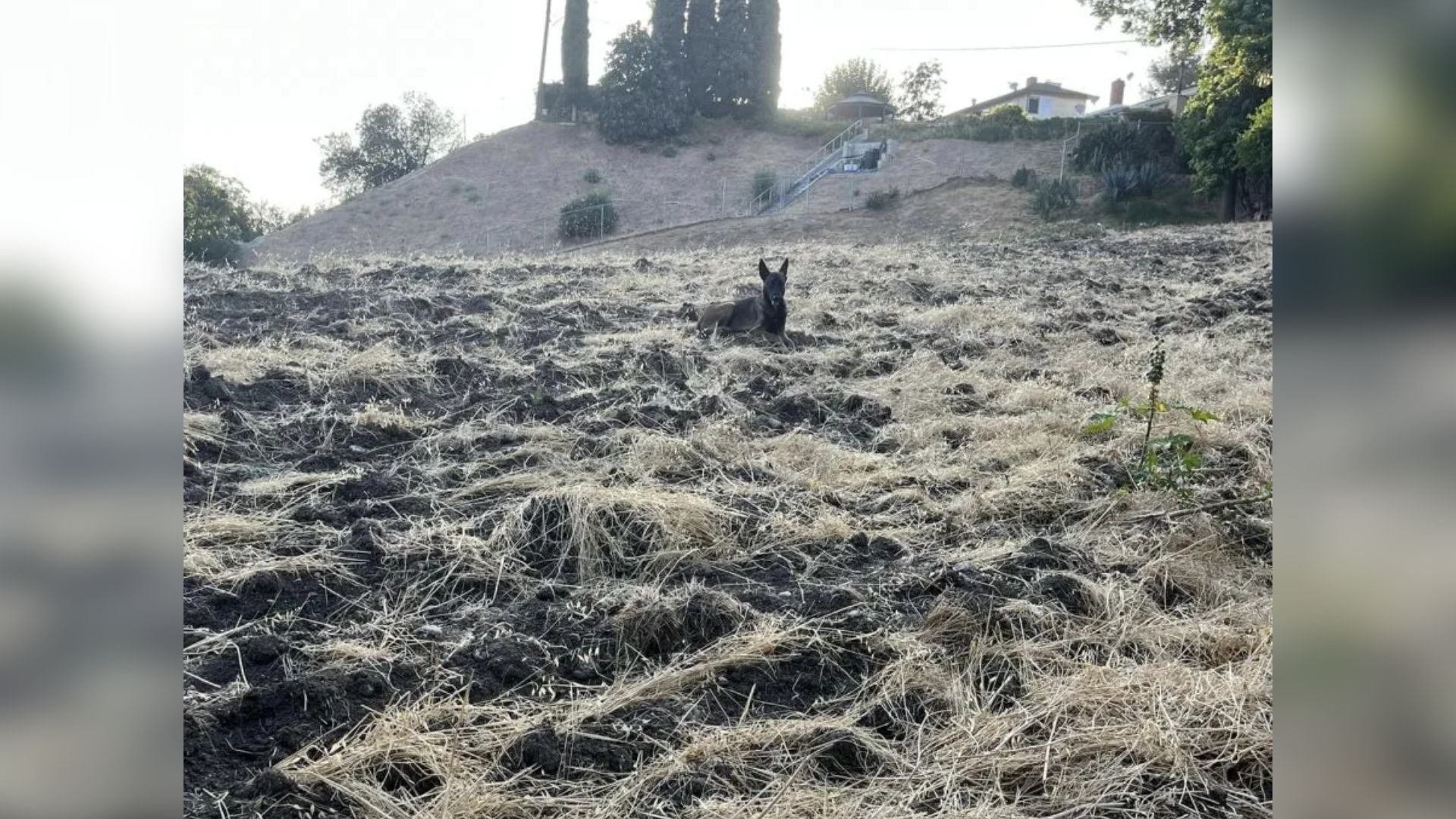 perro en ladera